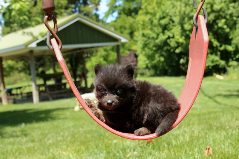 puppy, for, sale, Pomsky, Matthew B. Stoltzfus, dog, breeder, Gap, PA, dog-breeder, puppy-for-sale, forsale, nearby, find, puppyfind, locator, puppylocator, aca